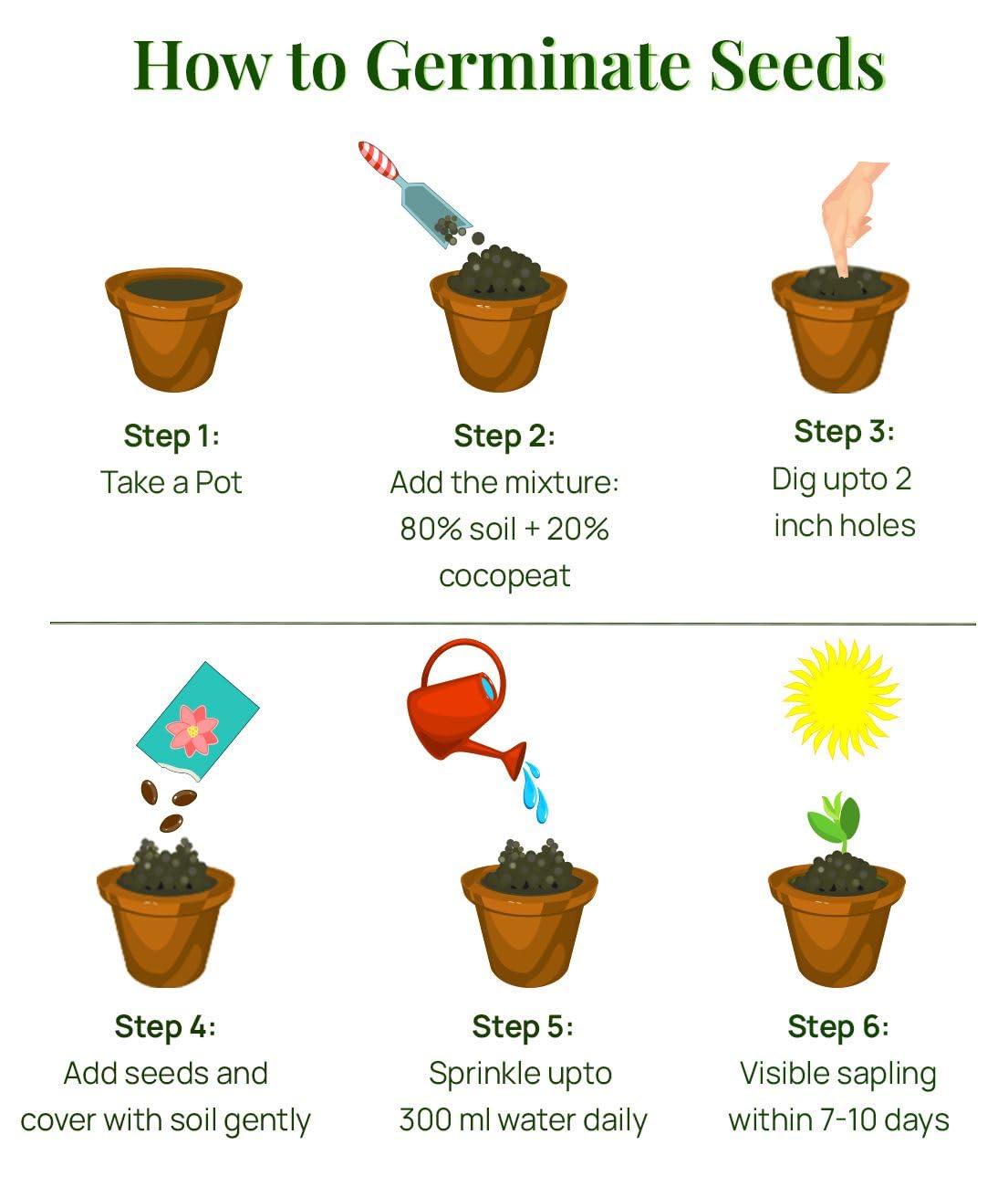 Carnation Flower Seeds with Free Pot Mixture