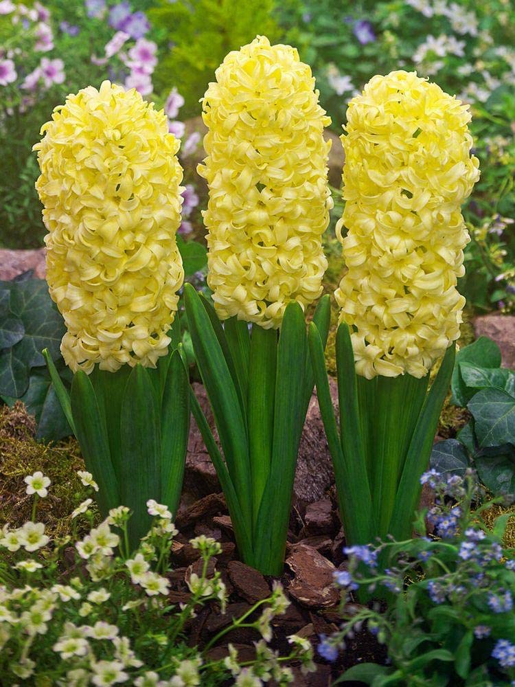 Hyacinth Bulb Seeds (5 Bulbs)