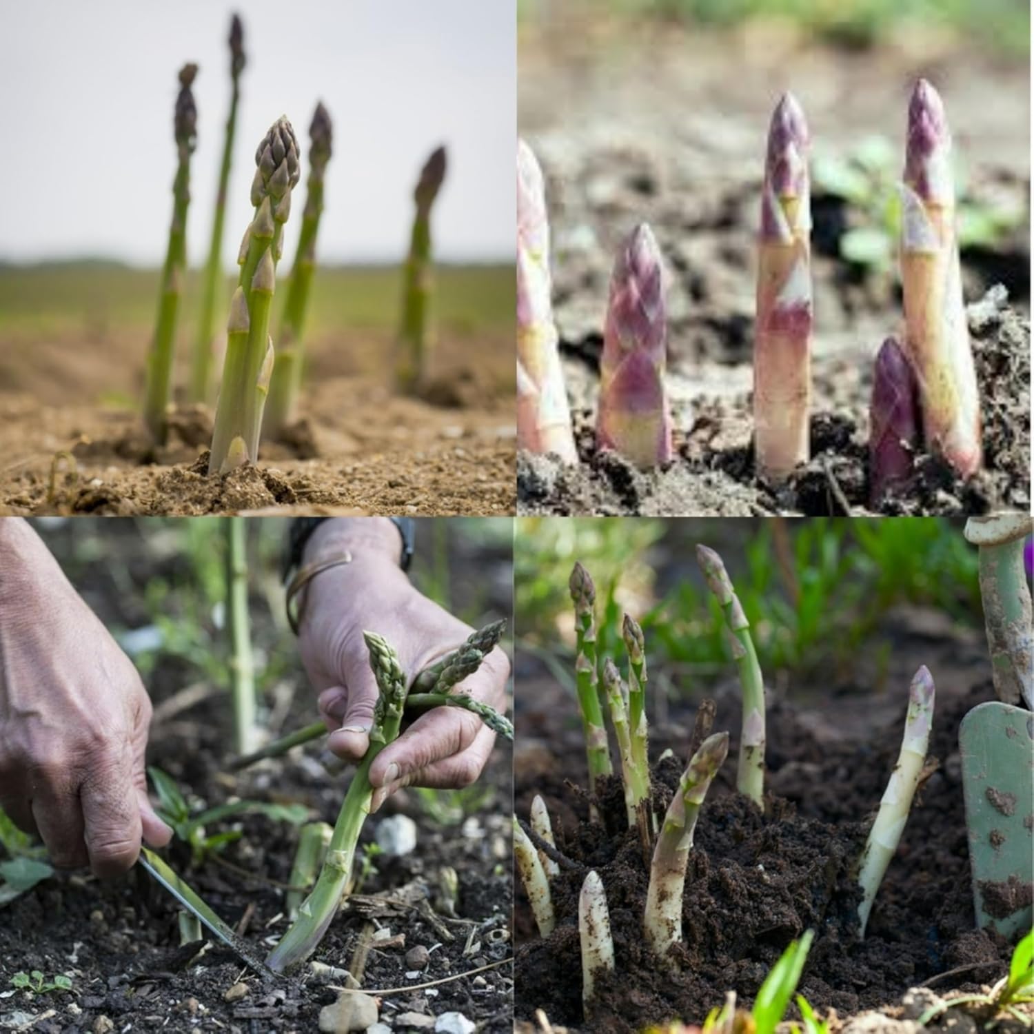 Asparagus Seeds (Pack of 30 Seeds)