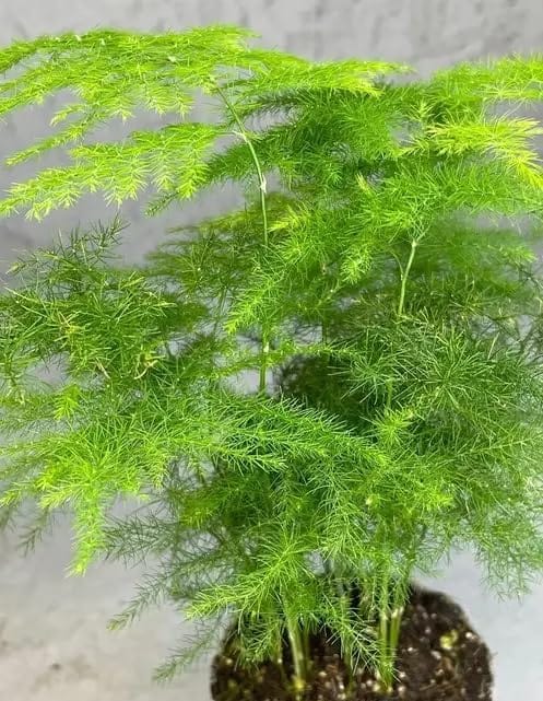 Asparagus Seeds (Pack of 30 Seeds) | Vegetable Seeds Planting Outdoors Organic asparagus Plants Vegetable Asparagus Seeds (Pack of 30 Seeds)