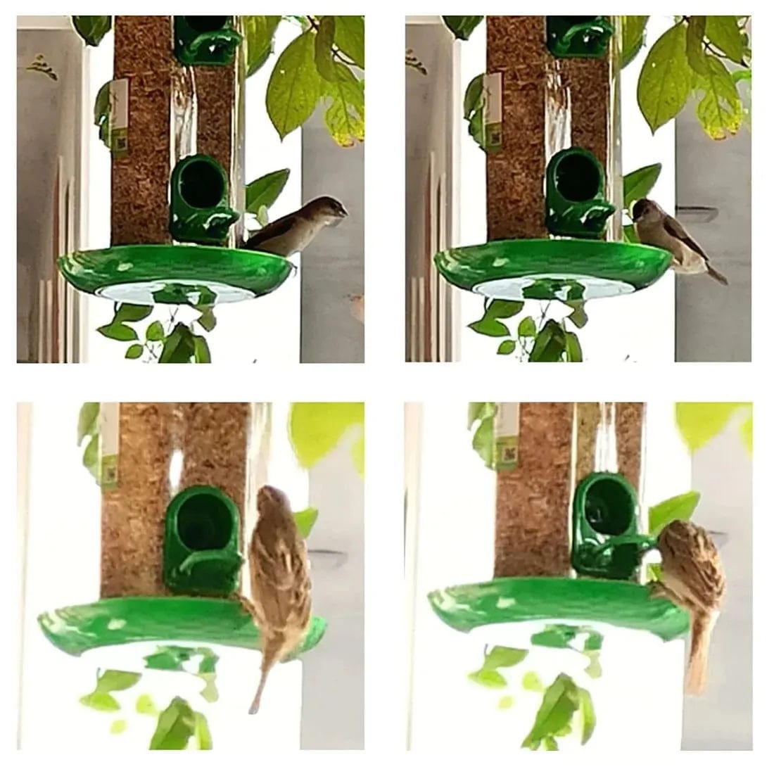 Bird Feeder | Houses For Birds Bird Food Water Feeder Pigeon Food Seed Bird Feeder