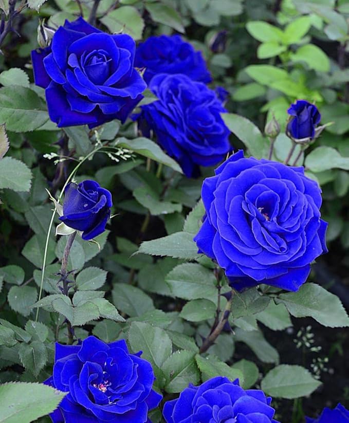 Blue Rose Seeds | Flower Seeds Rose Plant Lotus Seed Flowering Blue Rose Plant Blue Rose Seeds (Pack of 20 seeds)
