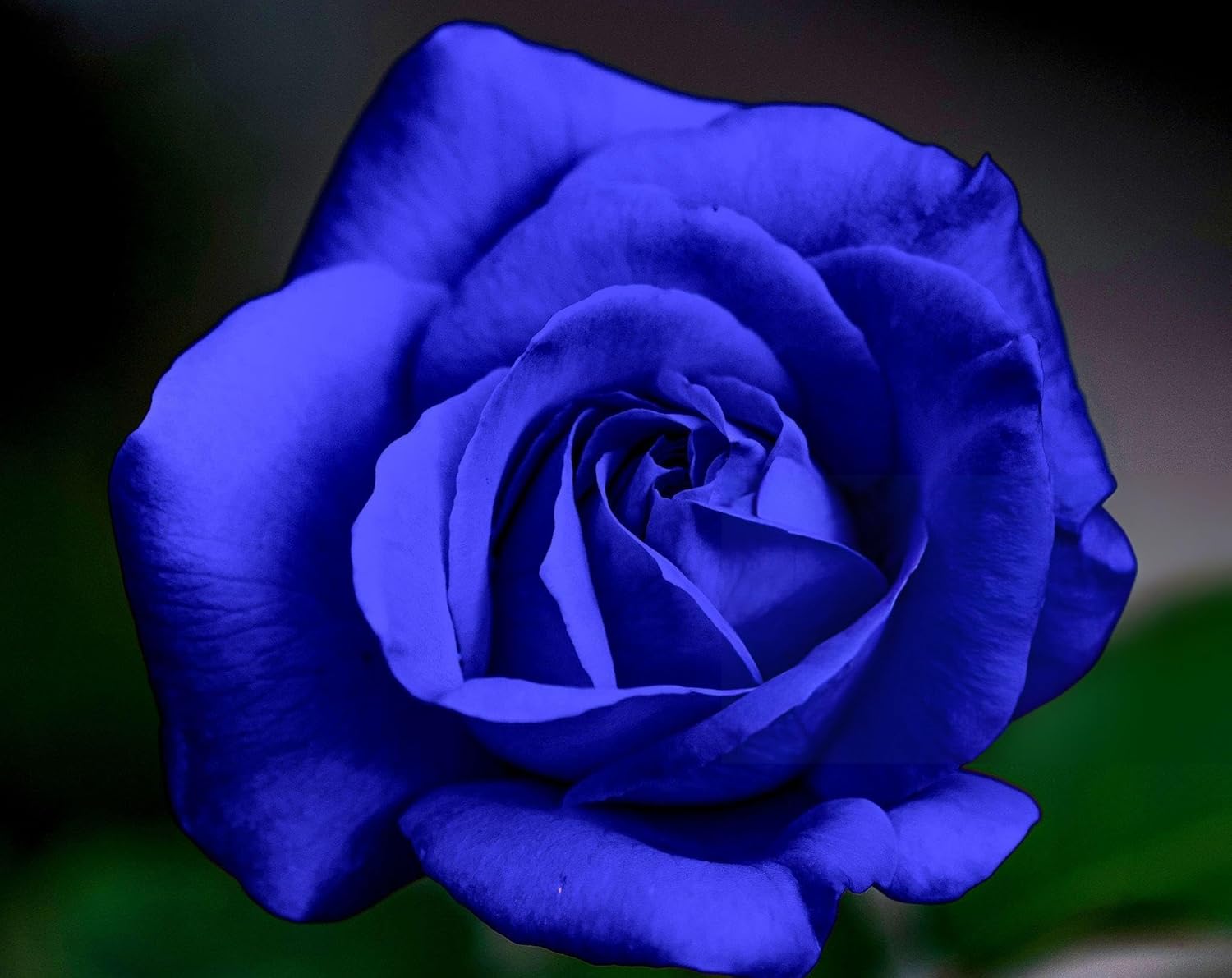 Blue Rose Seeds | Flower Seeds Rose Plant Lotus Seed Flowering Blue Rose Plant Blue Rose Seeds (Pack of 20 seeds)