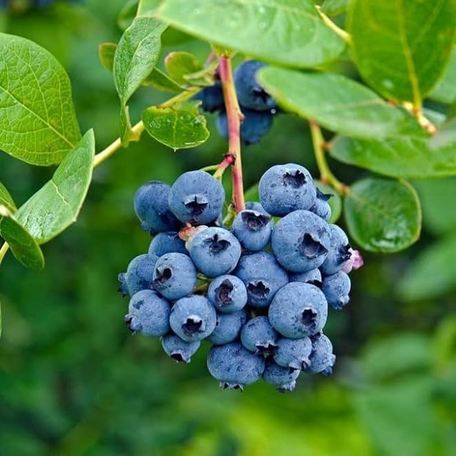 Blueberry Seeds | Blueberry Plants Blue Berries Fruit Plant Seeds Germinated Fruiting - Blueberry Seeds