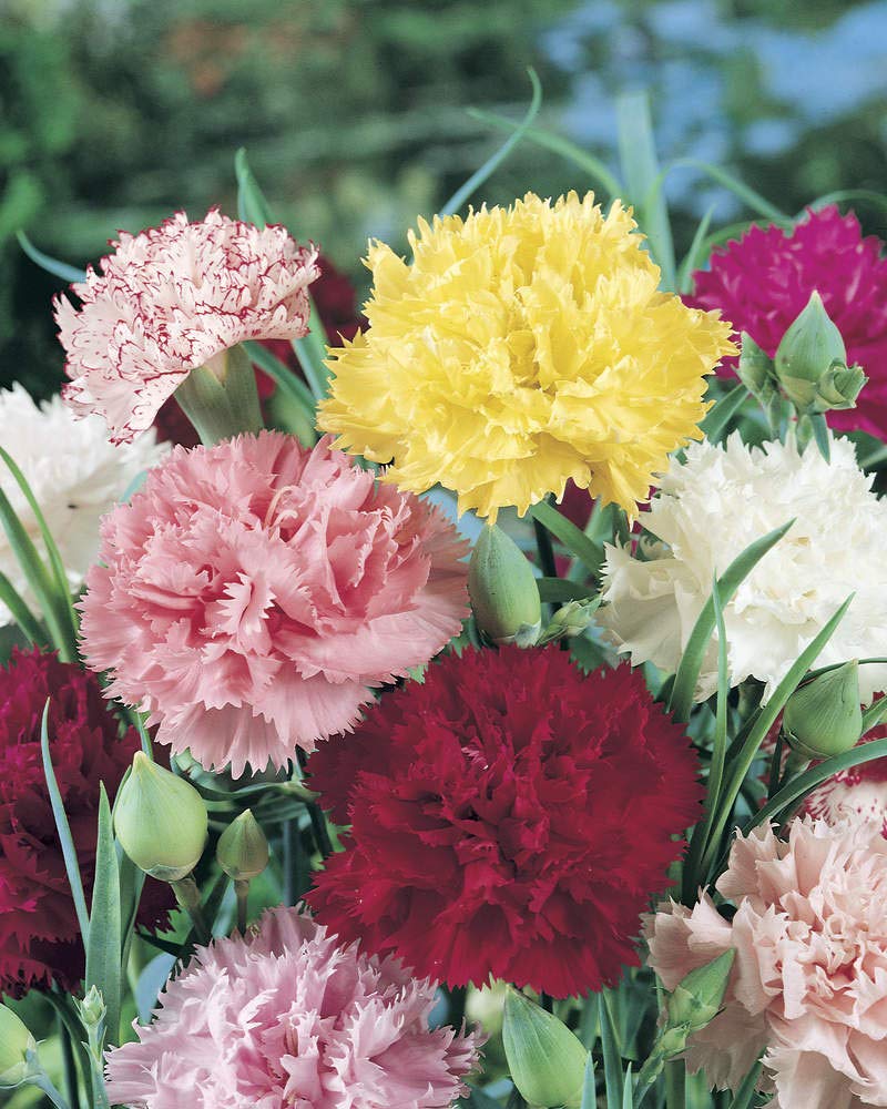 Carnation Flower Seeds with Free Pot Mixture | Flower Seeds Plant Pot Seed Mix Mixture Carnation Plant Carnation Flower Seeds with Free Pot Mixture