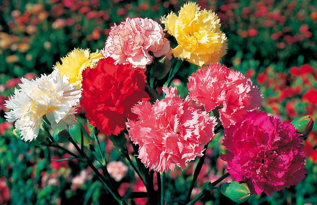 Carnation Flower Seeds with Free Pot Mixture | Flower Seeds Plant Pot Seed Mix Mixture Carnation Plant Carnation Flower Seeds with Free Pot Mixture