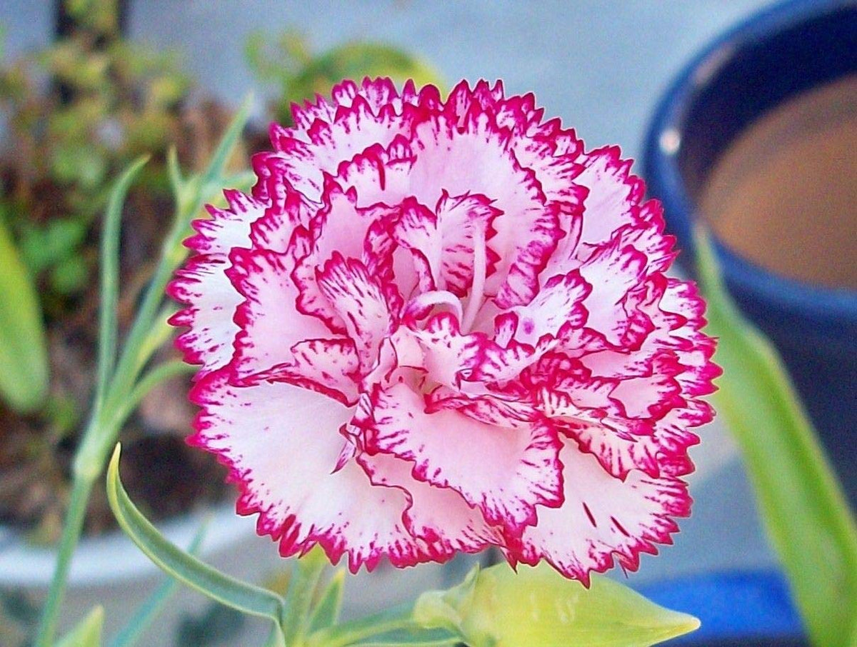Carnation Flower Seeds with Free Pot Mixture | Flower Seeds Plant Pot Seed Mix Mixture Carnation Plant Carnation Flower Seeds with Free Pot Mixture