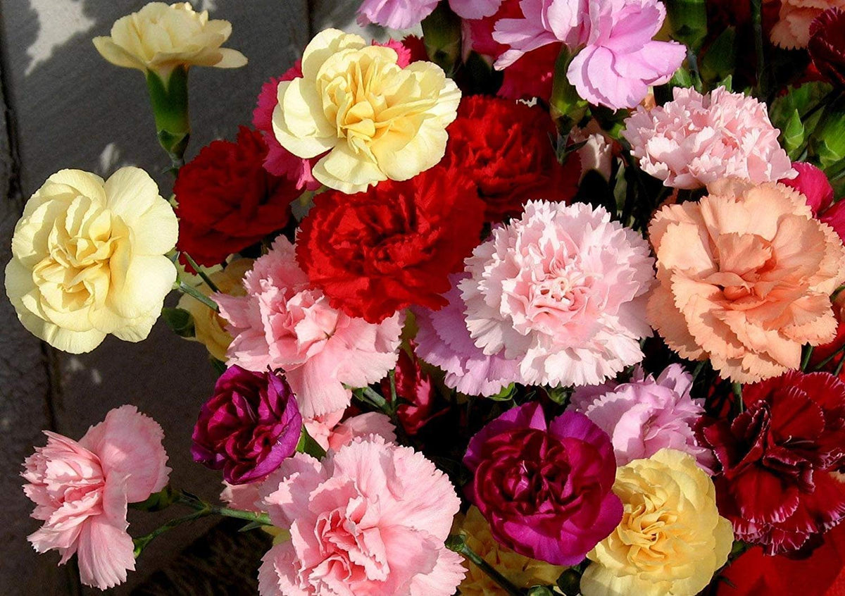Carnation Flower Seeds with Free Pot Mixture | Flower Seeds Plant Pot Seed Mix Mixture Carnation Plant Carnation Flower Seeds with Free Pot Mixture