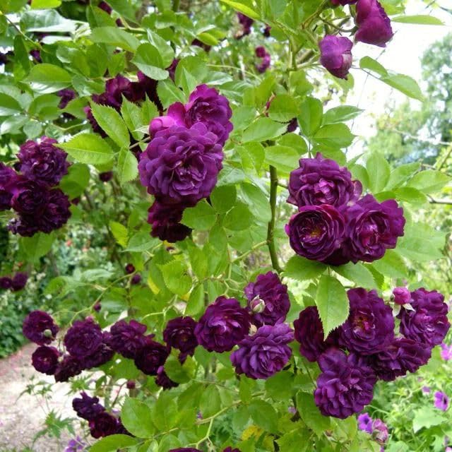 Climbing Rose Seeds | Flower Seeds Rose Plant Garden Climbing Rose Plant Seed - Climbing Rose Seeds Elegant Climbing Rose Flower Seeds
