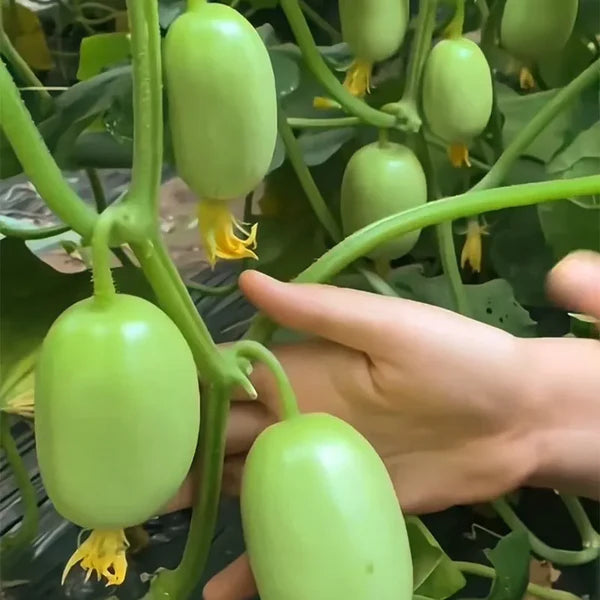 Cucumber Seeds | Jade Plant Succulent Plants Garden Planting Cucumber Seeds Plant Grow - Cucumber Seeds (Pack of 10)