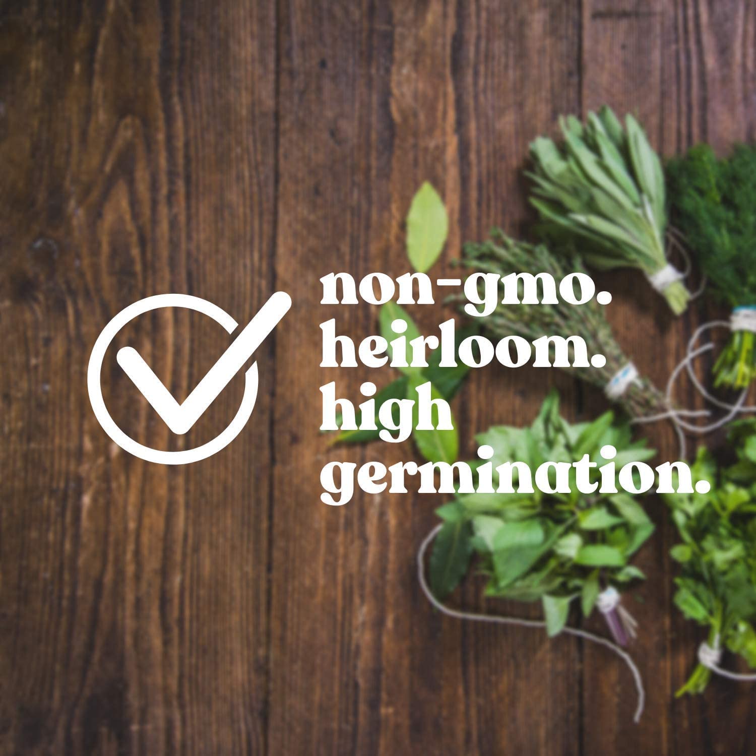 Cucumber Seeds | Jade Plant Succulent Plants Garden Planting Cucumber Seeds Plant Grow - Cucumber Seeds (Pack of 10)