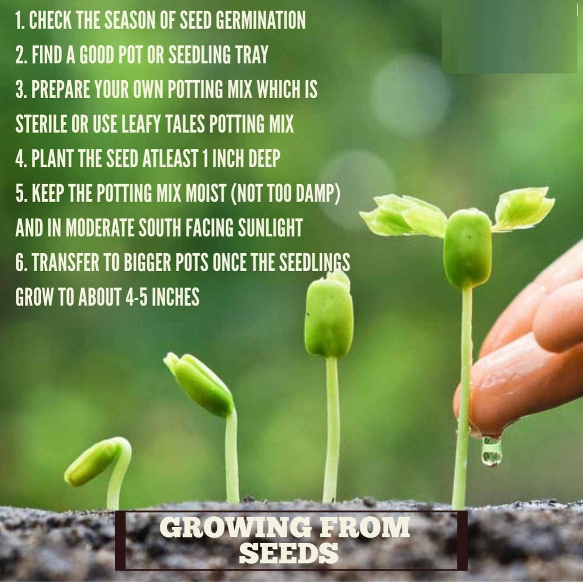 Cucumber Seeds | Jade Plant Succulent Plants Garden Planting Plant Grow Cucumber Seeds