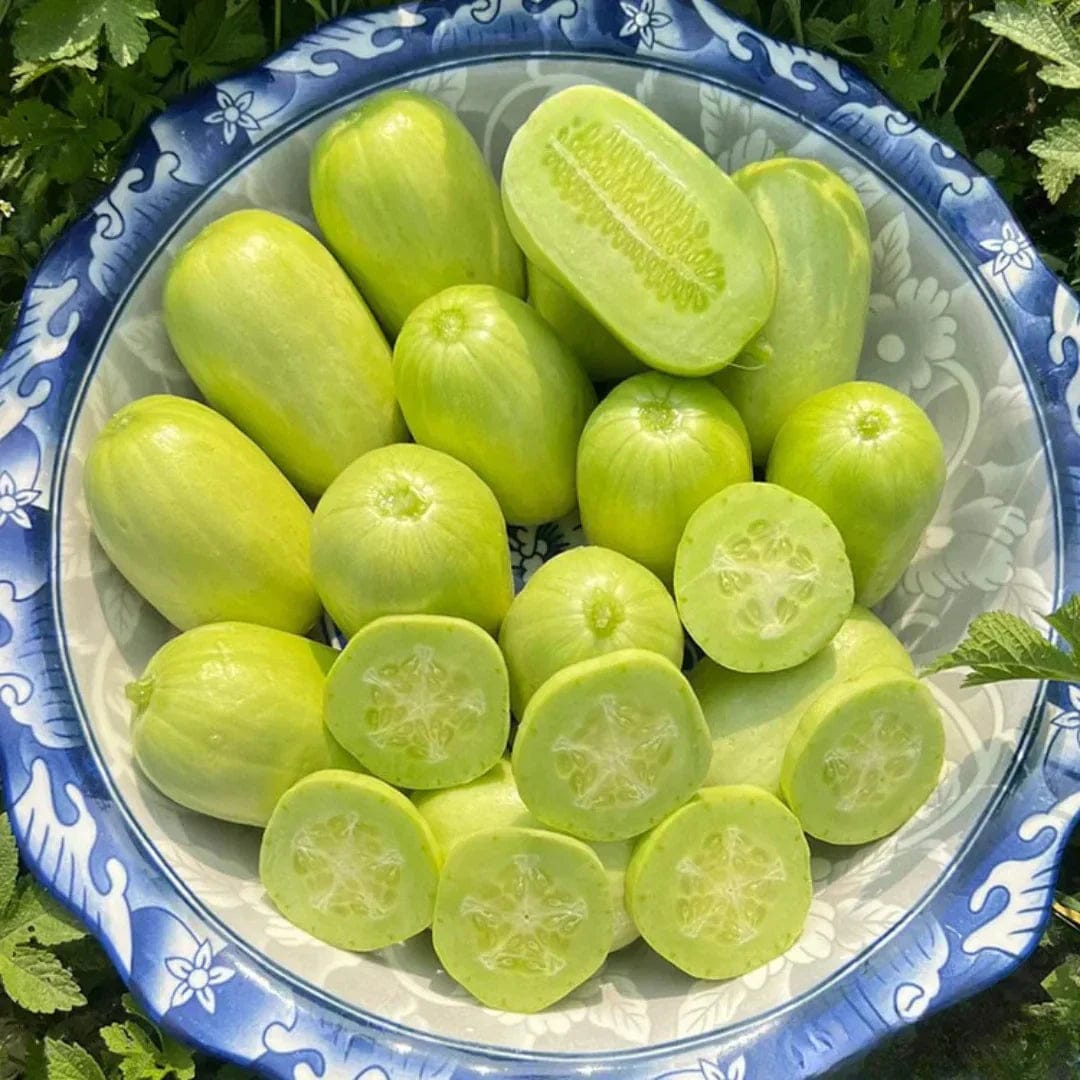 Cucumber Seeds | Jade Plant Succulent Plants Garden Planting Plant Grow Cucumber Seeds