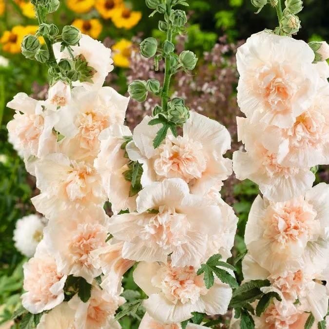 Double Hollyhock Seeds | Seeds Flowers Holly Hock Germination Planting Grow Sow Seed Double Hollyhock Seeds