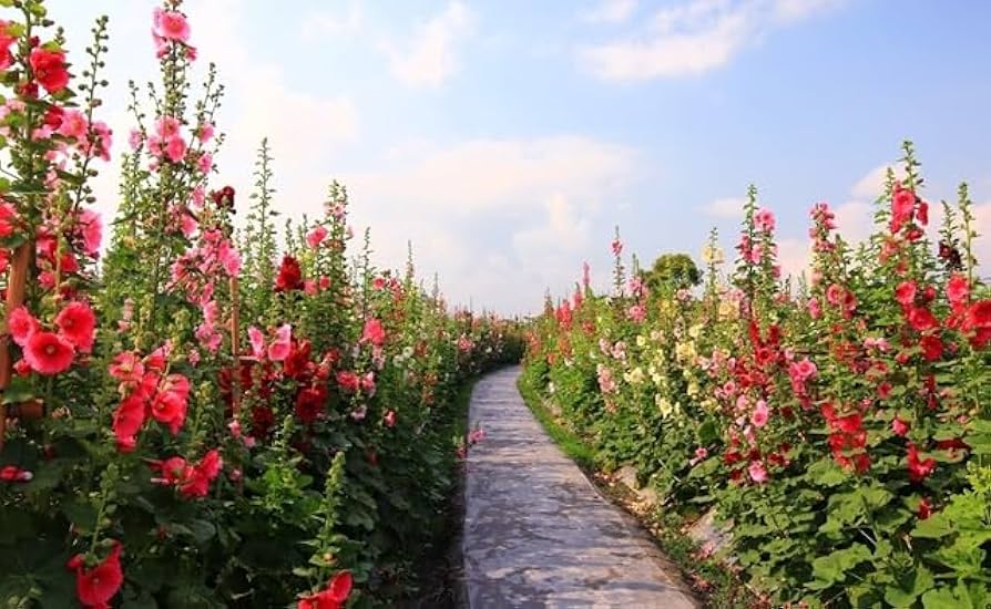 Double Hollyhock Seeds | Seeds Flowers Holly Hock Germination Planting Grow Sow Seed Double Hollyhock Seeds