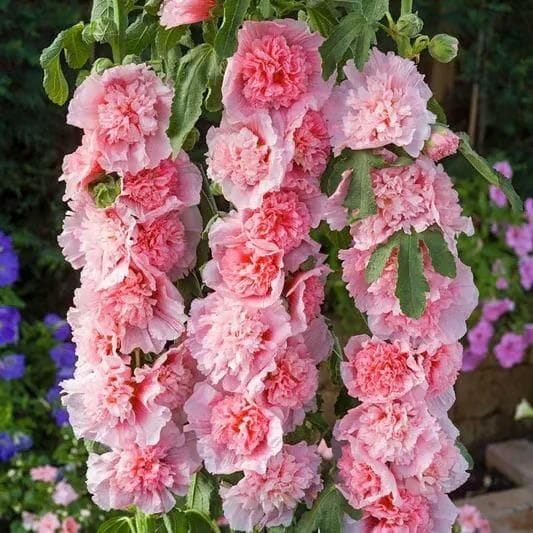 Double Hollyhock Seeds | Seeds Flowers Holly Hock Germination Planting Grow Sow Seed Double Hollyhock Seeds