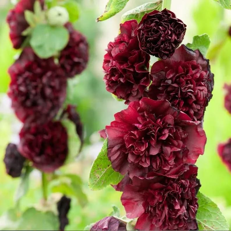 Double Hollyhock Seeds | Seeds Flowers Holly Hock Germination Planting Grow Sow Seed Double Hollyhock Seeds