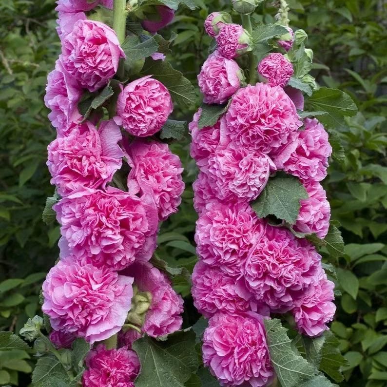 Double Hollyhock Seeds | Seeds Flowers Holly Hock Germination Planting Grow Sow Seed Double Hollyhock Seeds