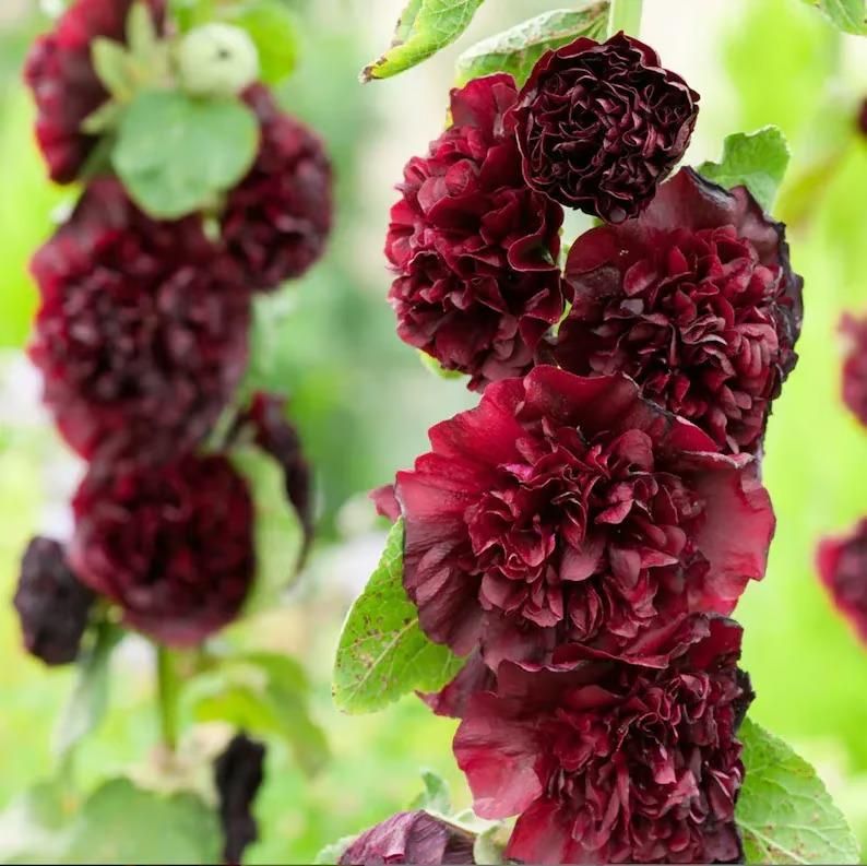 Double Hollyhock Seeds | Seeds Flowers Holly Hock Germination Planting Grow Sow Seed - Double Hollyhock Seeds