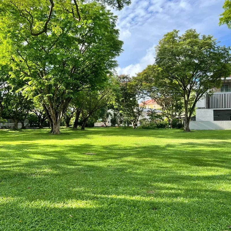 Evergreen Dwarf Grass Seed | Seedling Germination Grass Seeds For Lawn Garden Seed Evergreen Dwarf Grass Seed