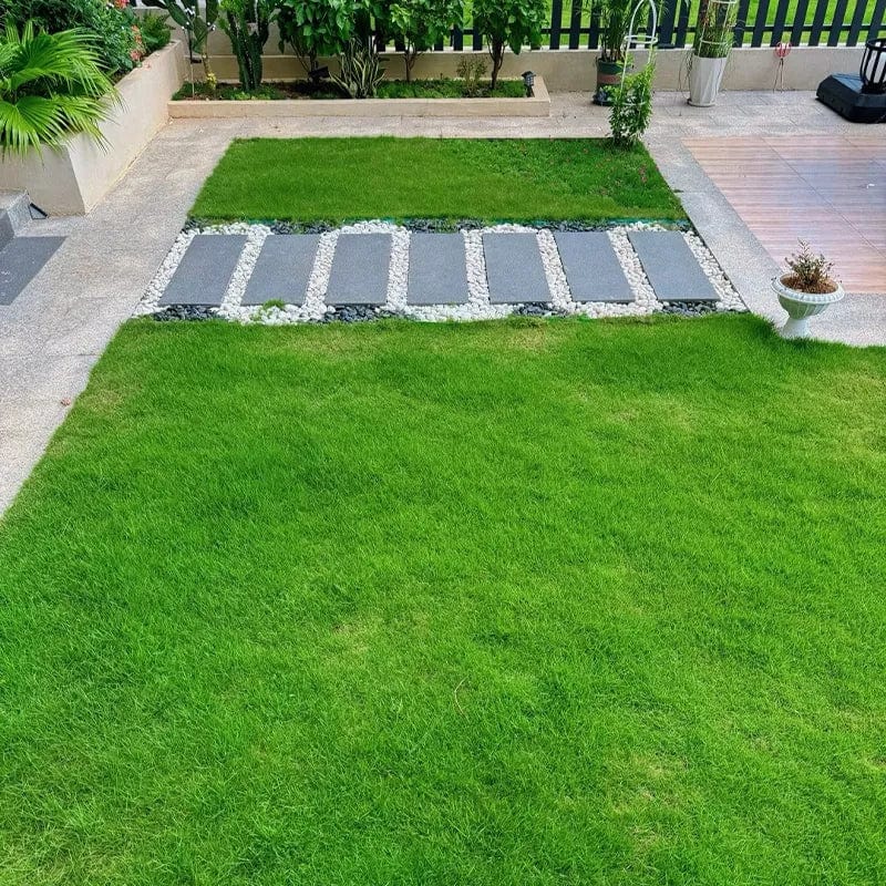 Evergreen Dwarf Grass Seed | Seedling Germination Grass Seeds For Lawn Garden Seed Evergreen Dwarf Grass Seed