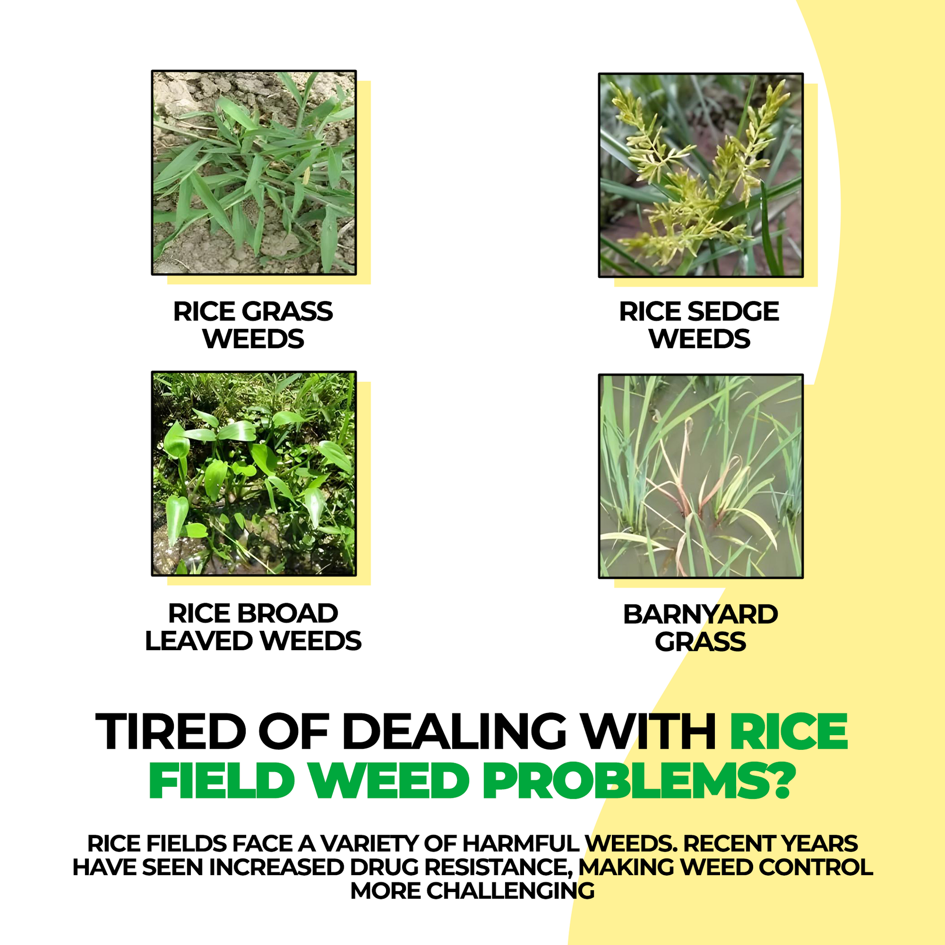 Glufosinate Herbicide | Weeding Plants Control Pre Emergent Herbicide Weed Killer Spray - Glufosinate Herbicide (Pack of 2)