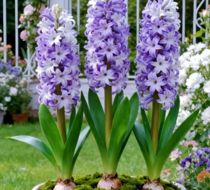 Hyacinth Bulb Seeds (5 Bulbs) | Seeds Flower Hyacinth Color Bulbs Seed Flowers Bulb Hyacinth Bulb Seeds (5 Bulbs)