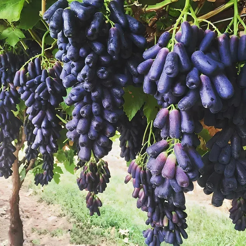 Premium High-Yield Blue Grape Seeds (100gms) | Mix Seeds Germination Grape Plant Potting Mix Sow Seed Blue Grape Premium High-Yield Blue Grape Seeds (100gms)