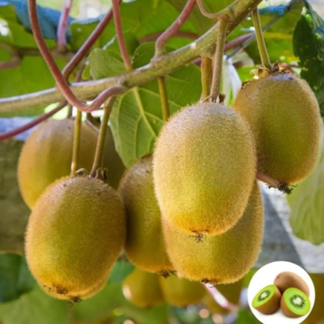 Kiwi Fruit Seeds | Kiwi Plant Planting Home For Gardening Home Garden Seeds Flower Kiwi Fruit Seeds