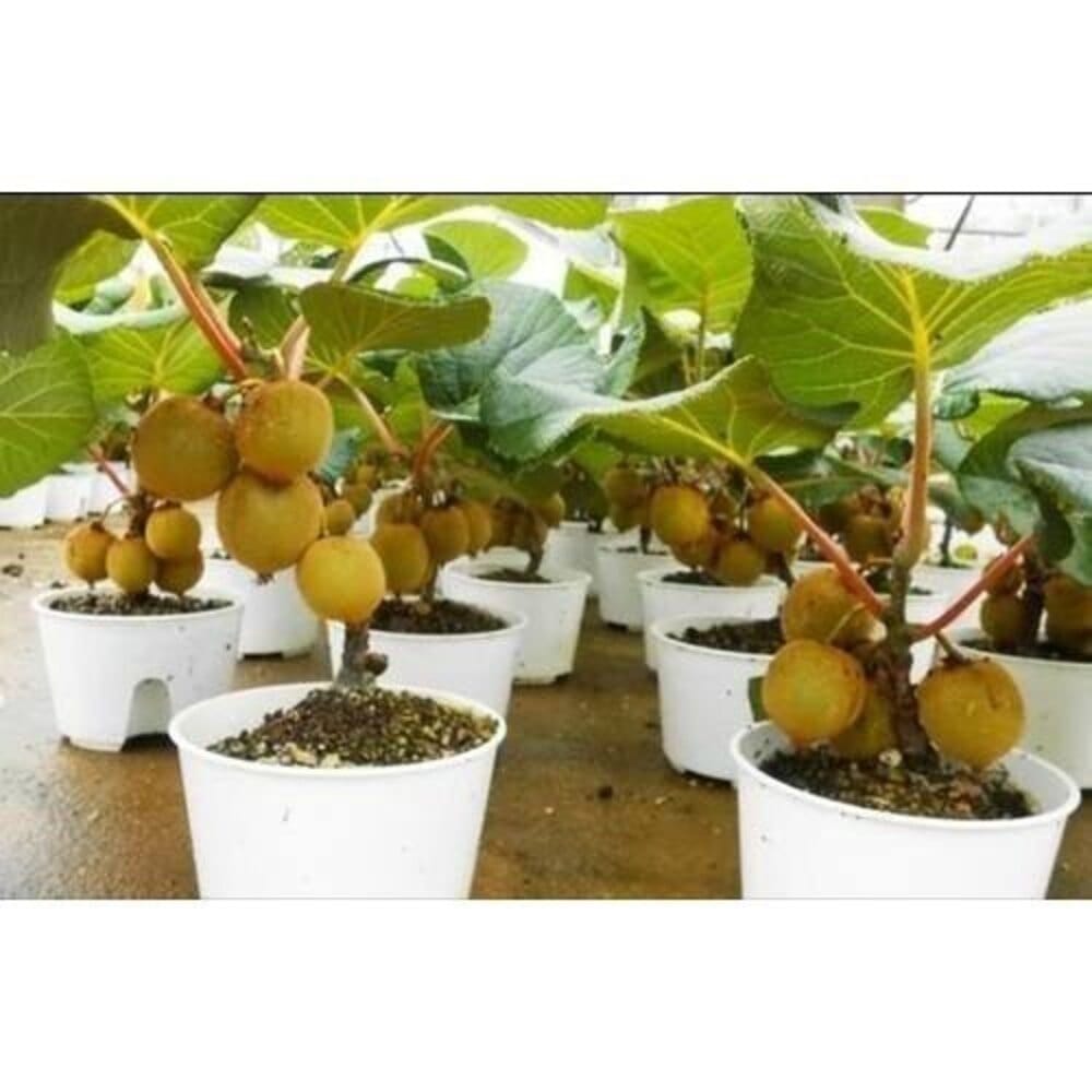 Kiwi Fruit Seeds | Kiwi Plant Planting Home For Gardening Home Garden Seeds Flower Kiwi Fruit Seeds