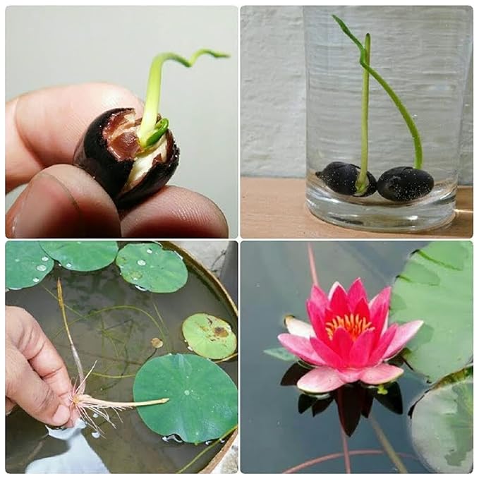 Lotus Flower Seeds Lotus Flower Seeds (Pack of 80)