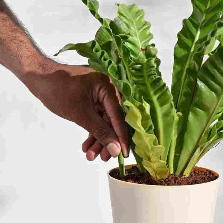 Magic Sticks - (Pack of 2 - 25 Sticks) | Plant Fertilizer Grow Plants Natural And Organic Fertilizer For Plants Fertilizer Sticks - (Pack of 50 Sticks)
