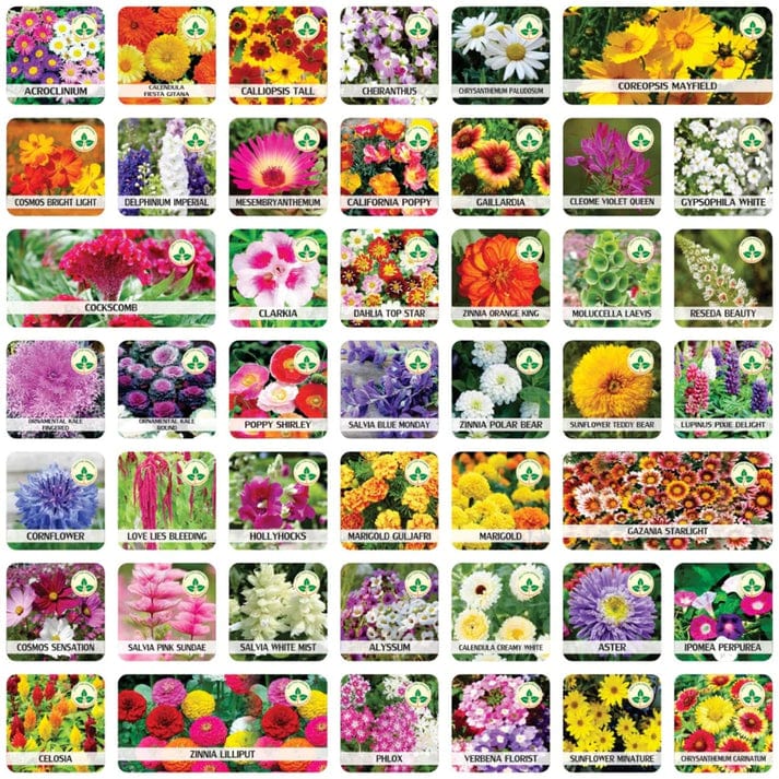 Mixed Flower Seeds (pack Of 100) | Sun Flower Seeds Daisy Flower Flowering Plants Germination Of Seed Mixed Flower Seeds (Pack of 100 Seeds)