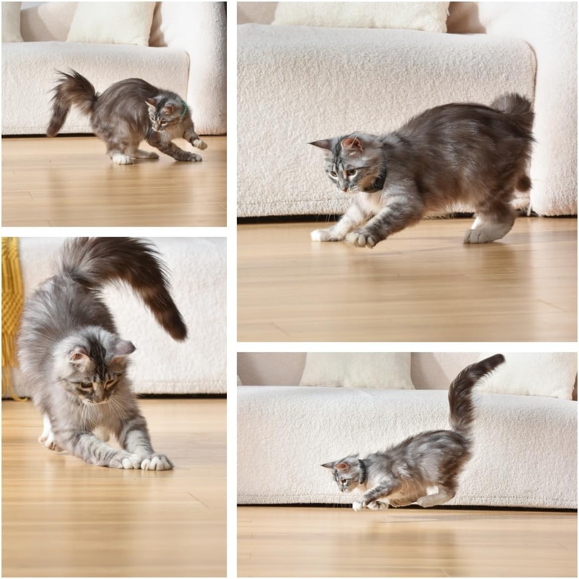 Pet Laser Collar️ | Toy Cat Catnip Play Toys Collar Leash Products - Pet Laser Collar