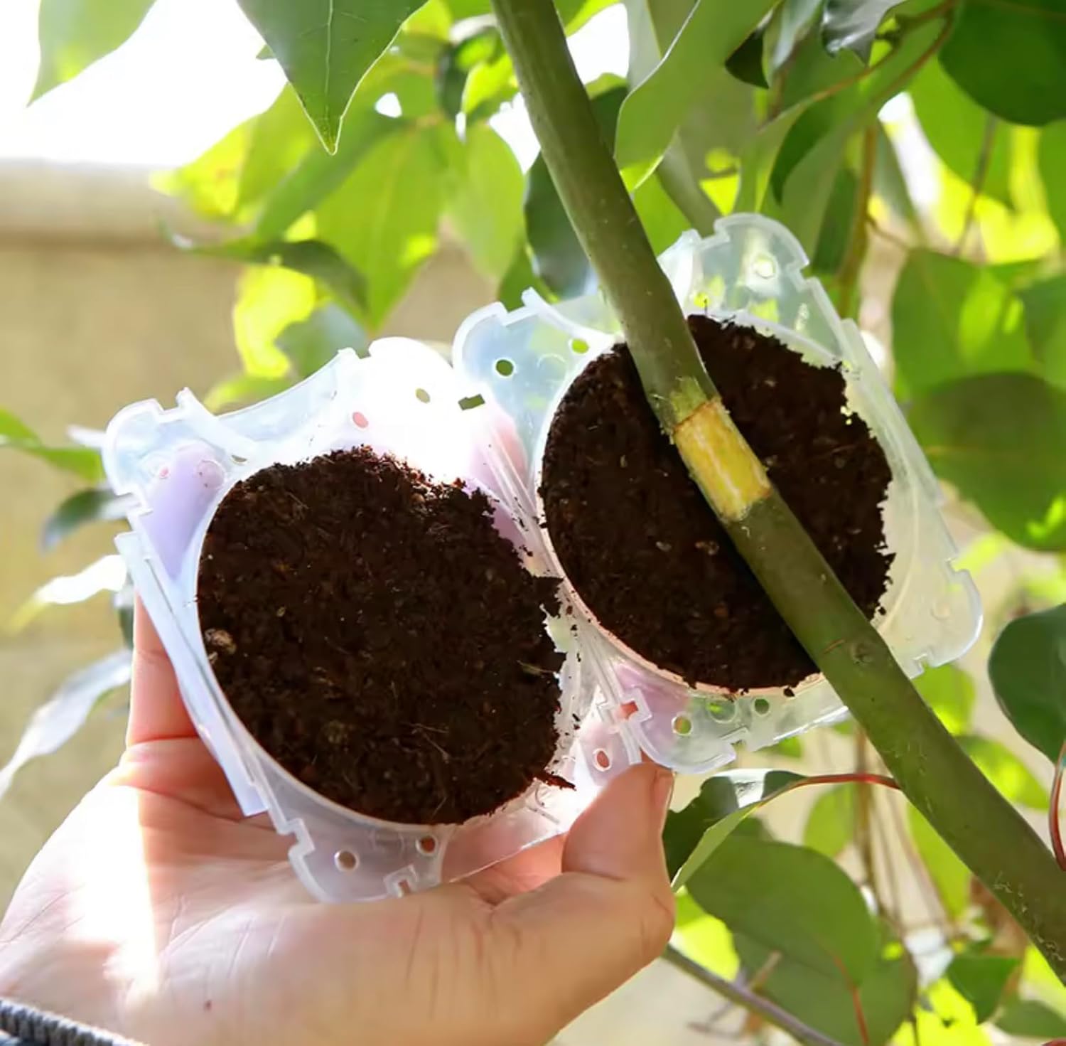 Plant Rooting Balls (Pack of 5 with Free Pot mix) | Vegetable Seeds Flower Grow Bags Tools For Gardening Fertilizer Plant - Plant Rooting Balls (Pack of 5 with Free Pot mix)