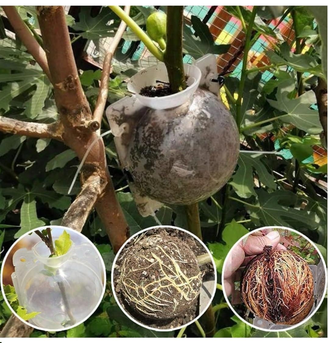 Plant Rooting Balls (Pack of 5 with Free Pot mix) | Vegetable Seeds Flower Grow Bags Tools For Gardening Fertilizer Plant - Plant Rooting Balls (Pack of 5 with Free Pot mix)