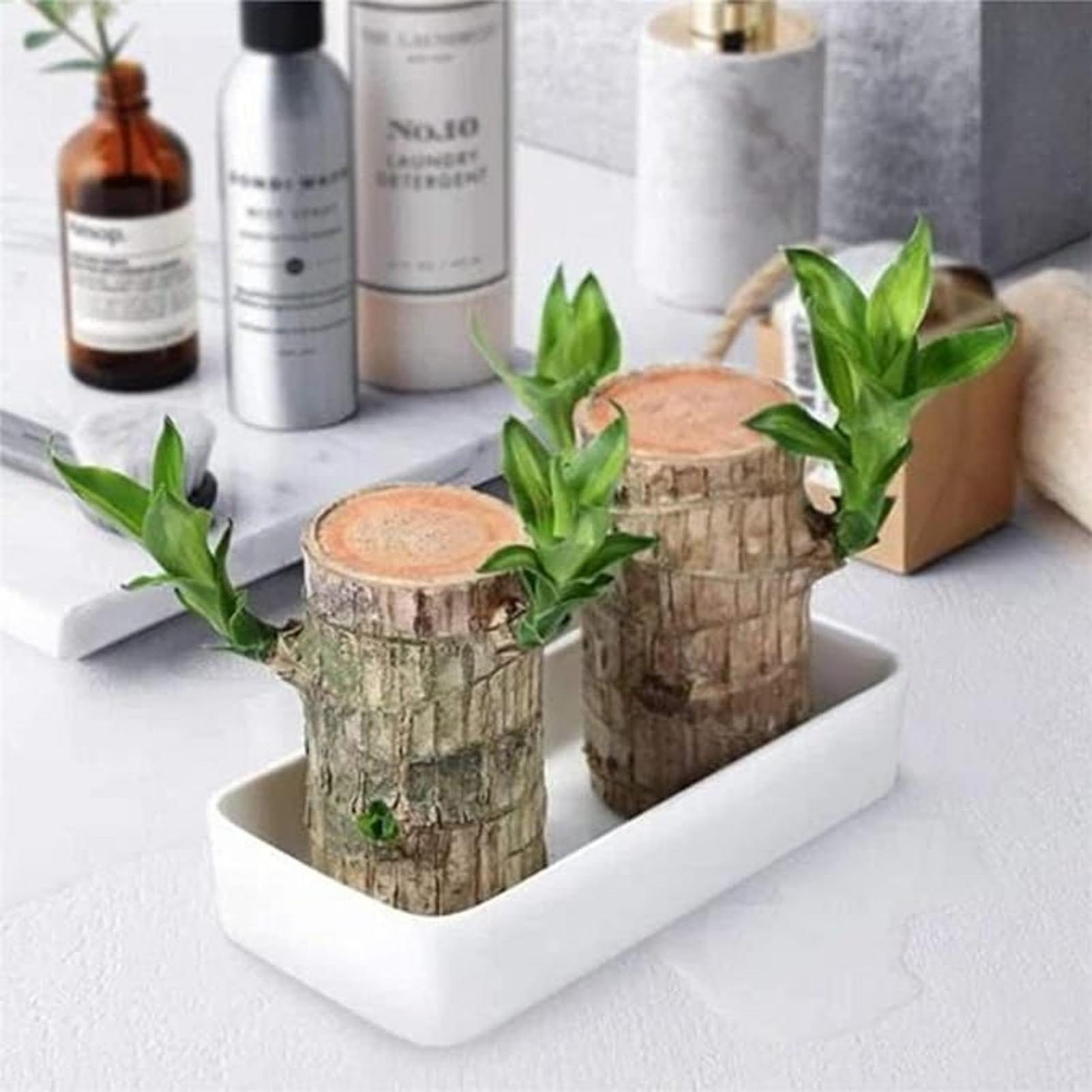 Potted Brazilian Wood Plant | Succulent Plants Purify Air Pot Plant Potted Brazilian Wood Plant Lucky Brazil Wood Potted Plant