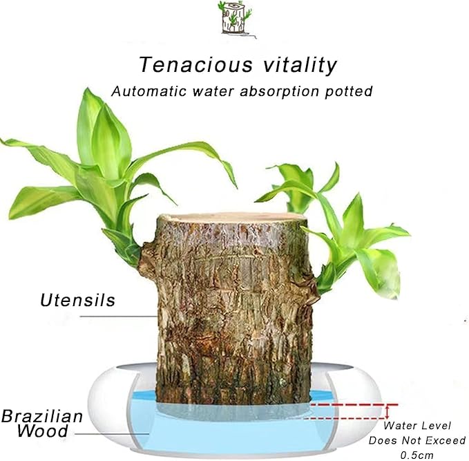 Potted Brazilian Wood Plant | Succulent Plants Purify Air Pot Plant Potted Brazilian Wood Plant Lucky Brazil Wood Potted Plant