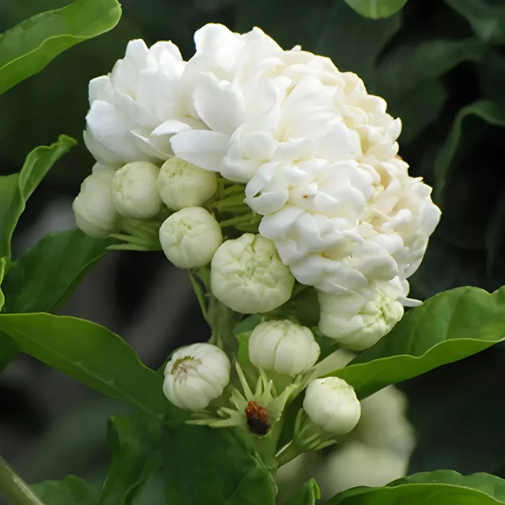 Premium Double Jasmine Seeds | Flower Seeds Jasmine Plant White Flowers Home Planting Premium Double Jasmine Seeds