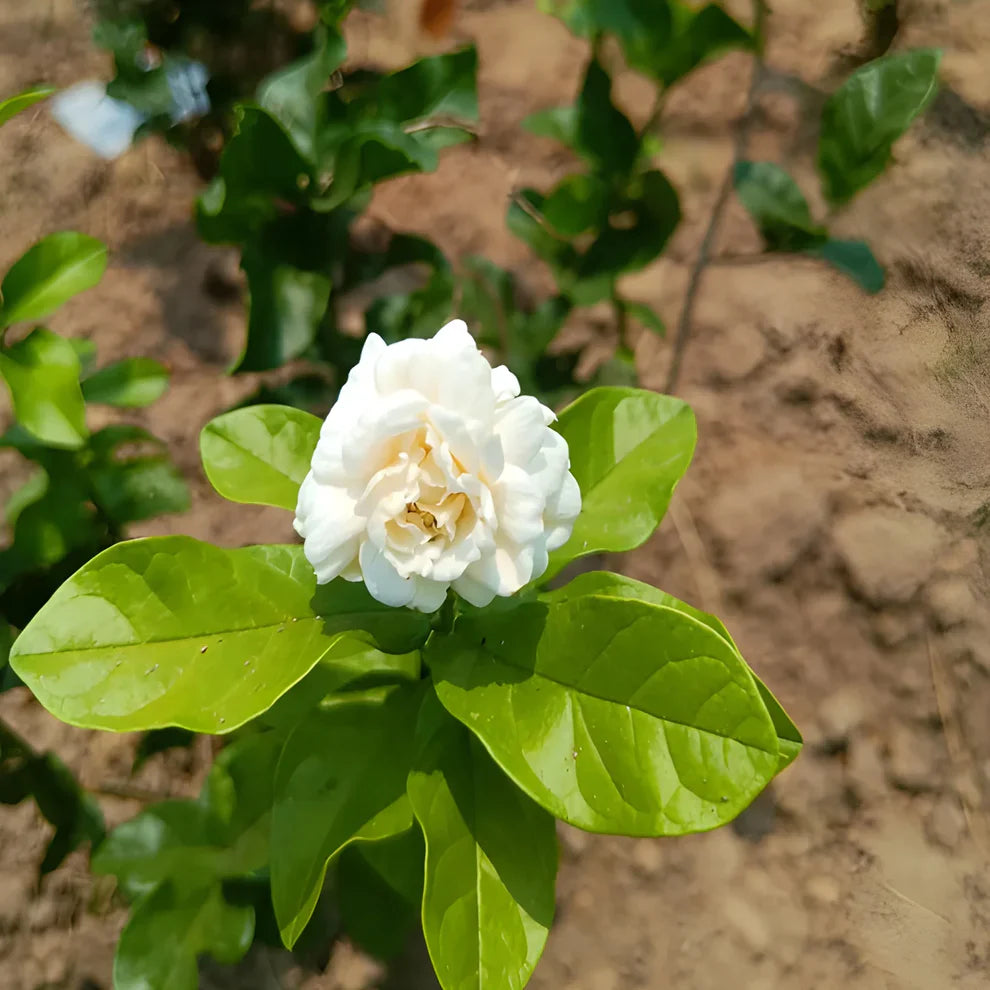 Premium Double Jasmine Seeds | Flower Seeds Jasmine Plant White Flowers Home Planting Premium Double Jasmine Seeds