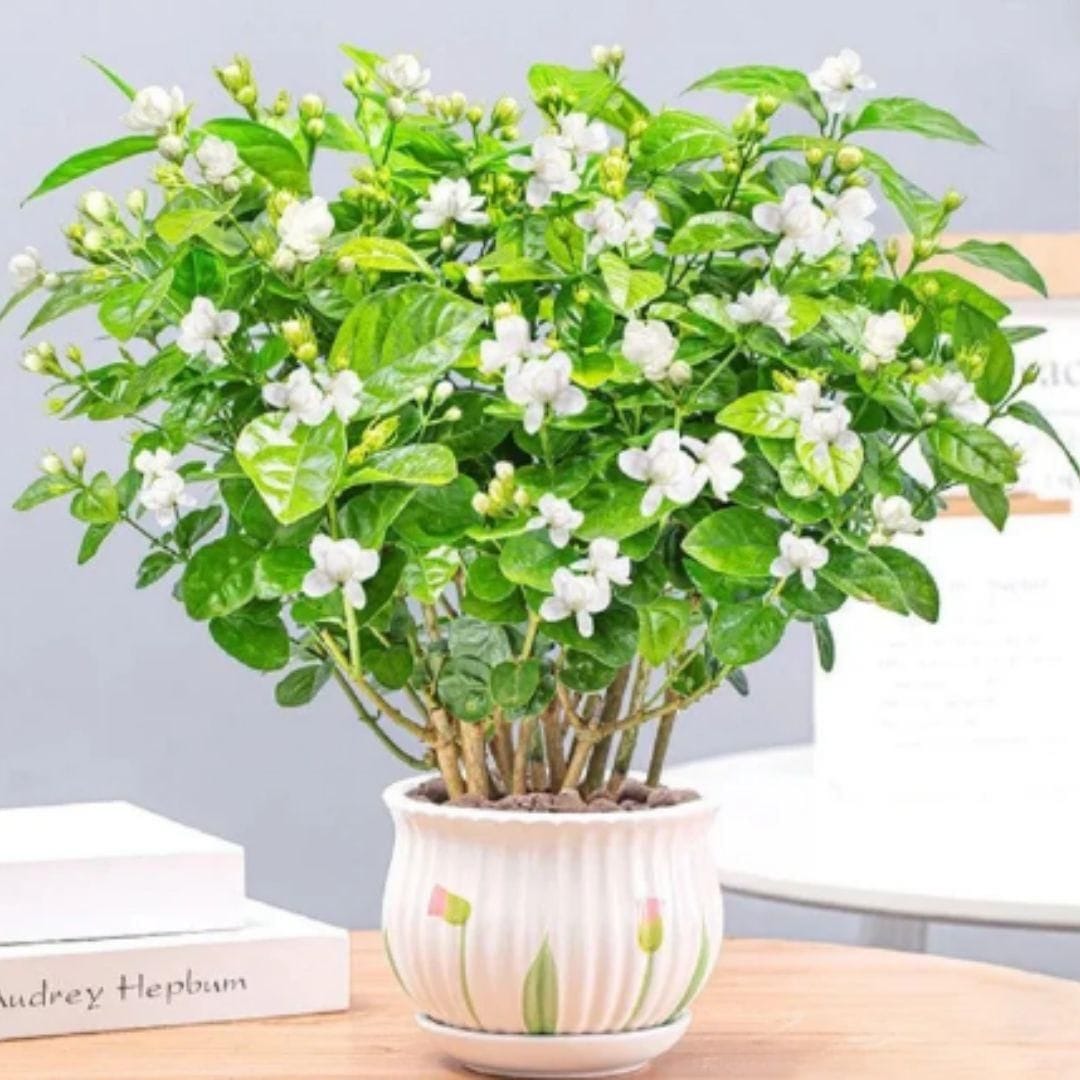 Premium Double Jasmine Seeds | Flower Seeds Jasmine Plant White Flowers Home Planting Premium Double Jasmine Seeds
