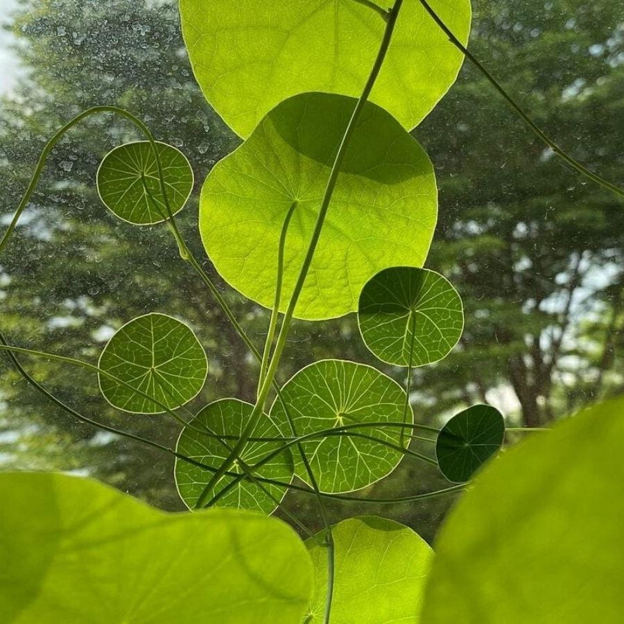 Stephania Erecta Plant (Pack of 2) | Indoor Plants Plantation Succulent Plant Potted Watered Inside Plant Stephania Erecta Plant (Pack of 2)