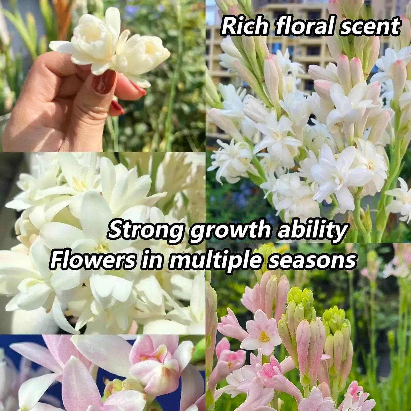 Tuberose Rajnigandha Seeds (Pack of 2)| Natural Perfume Tuberose Fragnance For Home Organic - Tuberose Rajnigandha Seeds (Pack of 2)