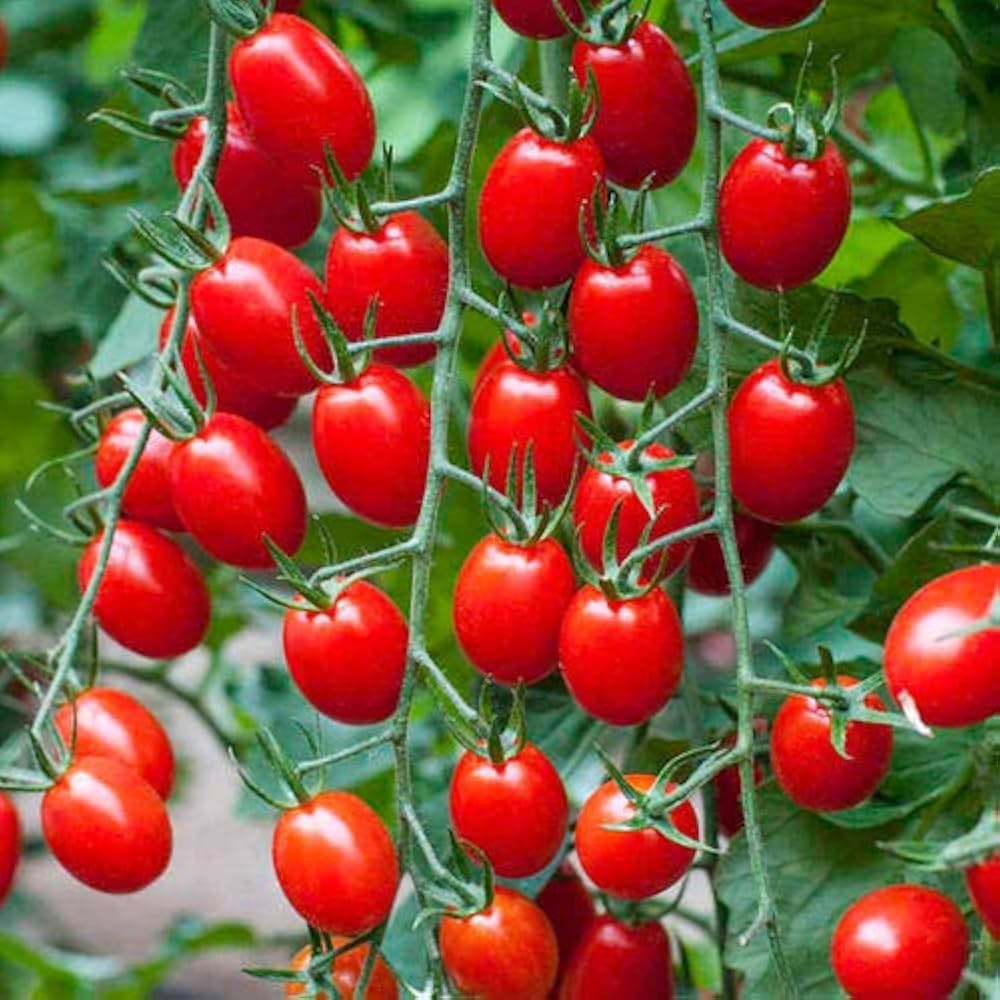 Waterfall Tomato Seeds (300 gms Seeds) | Indoor Plants Tomato Plant For Home Garden Watering Houseplants Waterfall Tomato Seeds (300 gms Seeds)