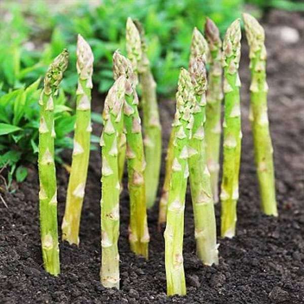 Asparagus Seeds (Pack of 30 Seeds)
