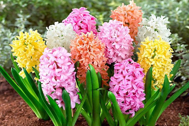 Hyacinth Bulb Seeds (5 Bulbs)