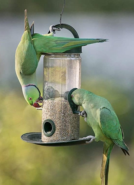 Bird Feeder | Houses For Birds Bird Food Water Feeder Pigeon Food Seed  Bird Feeder