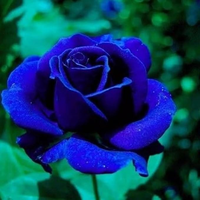 Blue Rose Seeds | Flower Seeds Rose Plant Lotus Seed Flowering Blue Rose Plant Blue Rose Seeds (Pack of 20 seeds)