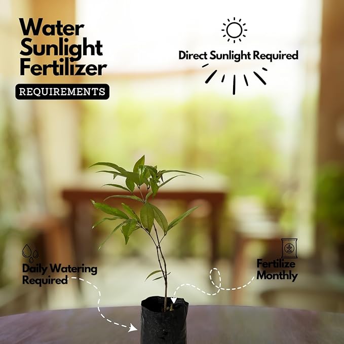 Blueberry Seeds | Blueberry Plants Blue Berries Fruit Plant Seeds Germinated Fruiting - Blueberry Seeds