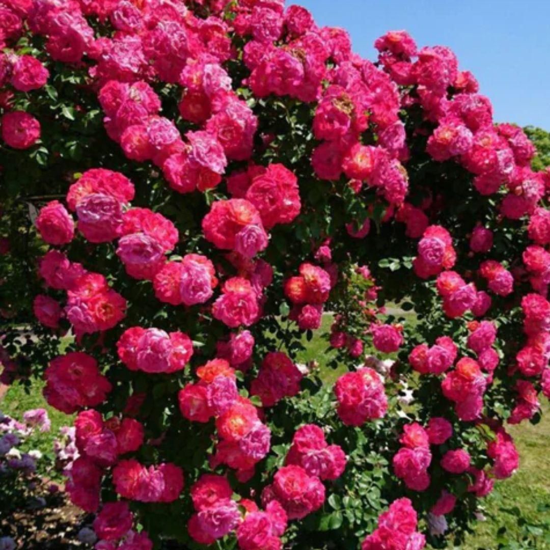 Climbing Rose Seeds | Flower Seeds Rose Plant Garden Climbing Rose Plant Seed - Climbing Rose Seeds Elegant Climbing Rose Flower Seeds